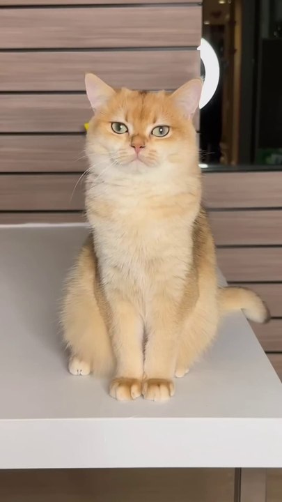 Why didn't Nika like the picture_ #cat #cats