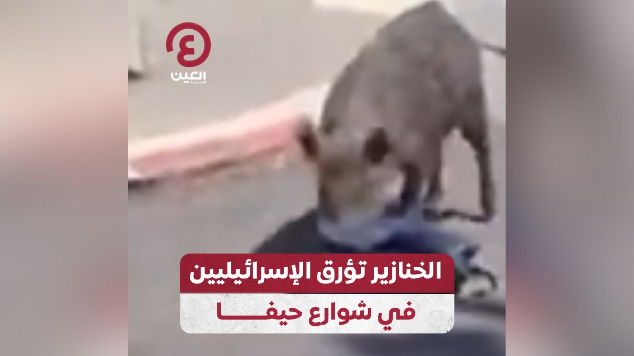 الخنازير تؤرق الإسرائيليين في شوارع حيفا