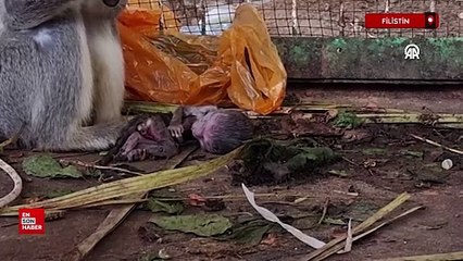 Refah Hayvanat Bahçesi'nde 3 aslan mahsur kaldı