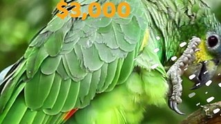 10 Most Expensive Bird Breeds