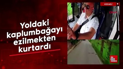 Kocaeli'de otobüsü durdurup yoldaki kaplumbağayı ezilmekten kurtardı