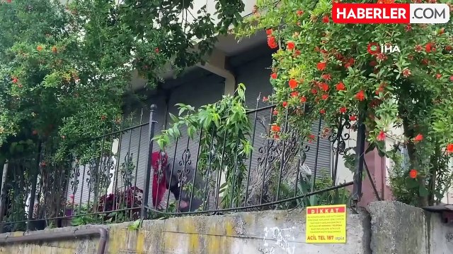 Dut toplamak için çıktığı ağaçtan düşerek demir korkuluklara saplandı