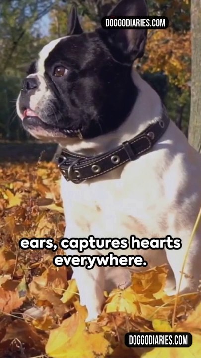 Top 10 dog breeds popular dog breeds Labrador Retriever, German Shepherd, Golden Retriever, Beagle