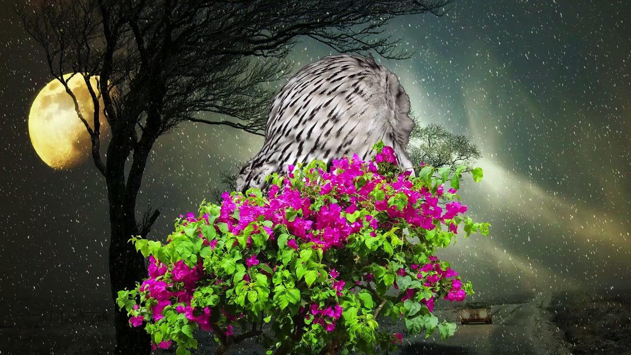 The  Night Owl
