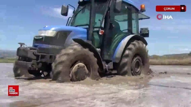 Beyaz altın olarak bilinen pirincin sofralara uzanan yolculuğu başladı