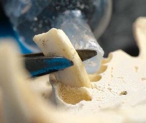 Unusual fossil crafts that are real time capsules!