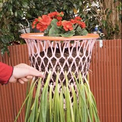 Smart ways to grow garlic at home