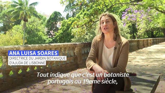 Magnifique , féérique : les jacarandas en fleurs de Lisbonne enchantent les touristes