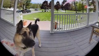 La caméra filme un chien qui défend sa maison contre un intrus : les internautes le félicitent (vidéo)