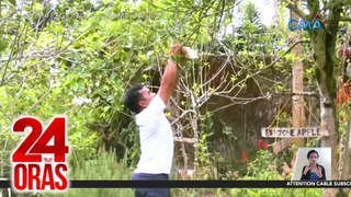 24 Oras Part 3: Apple farm sa Davao del Sur; madugong kasalan sa 