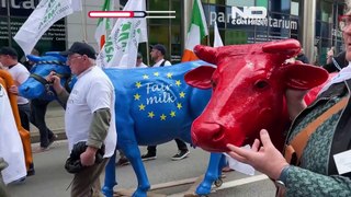 Farmers wheel plaster cows through Brussels to demand 'fair' milk prices