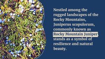 Juniperus scopulorum: Unveiling the Charms of Rocky Mountain Juniper