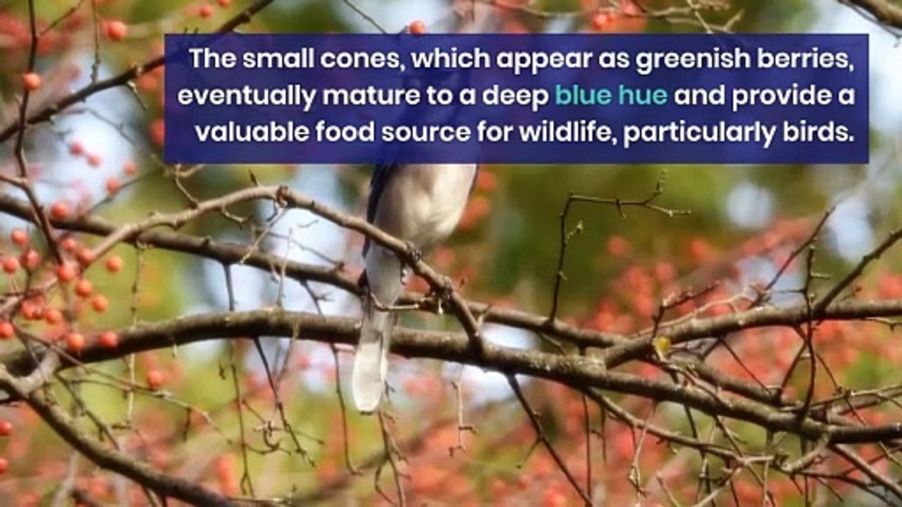 Juniperus Virginiana: Exploring the Legacy of Eastern Redcedar