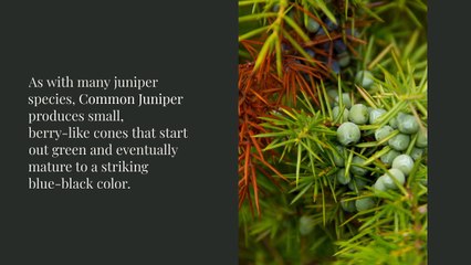 Juniperus Communis: Exploring the World of Common Juniper