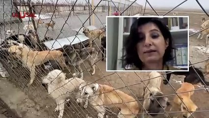 Sokak köpekleri için önerilen çip uygulaması sonuçsuz kaldı