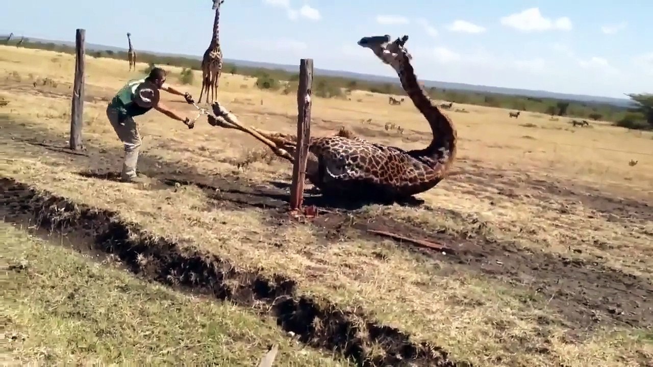 Run free my friend