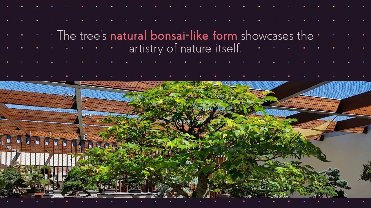 Juniperus Rigida: Unveiling the Mystique of Temple Juniper