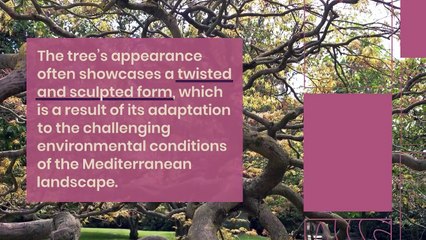 Juniperus Thurifera: Unveiling the Mysteries of Spanish Juniper