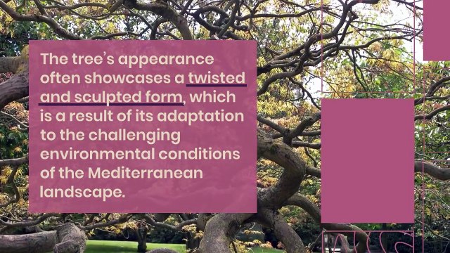 Juniperus Thurifera: Unveiling the Mysteries of Spanish Juniper