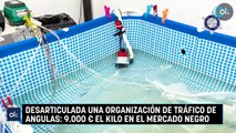 Desarticulada una organización de tráfico de angulas: 9.000 € el kilo en el mercado negro