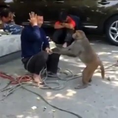 The monkey repeats  hit him