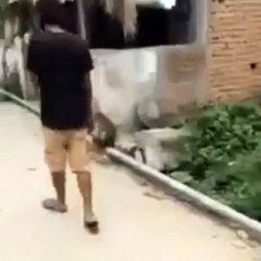 The monkey followed him  to return his dignity