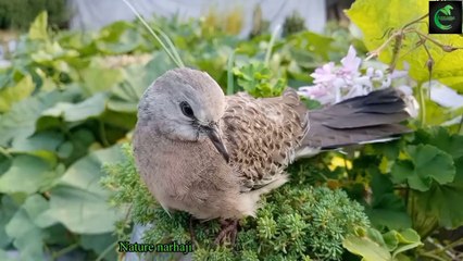 Peaceful Dove Perched on Green Plant | Relaxing Nature Sounds