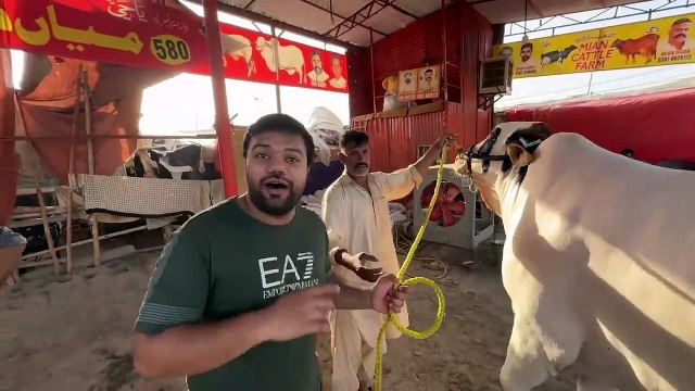 Qurbani Ka 1.5 Crore Ka Janwar _ Expensive Cow Mandi Ke Khoobsurat Janwar Dekhe