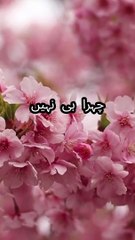 چہرا ہی نہیں آنکھیں بھی تو #islamicvideoes  #lovestatus   #islamicfigures  #factshorts  #urduquotes