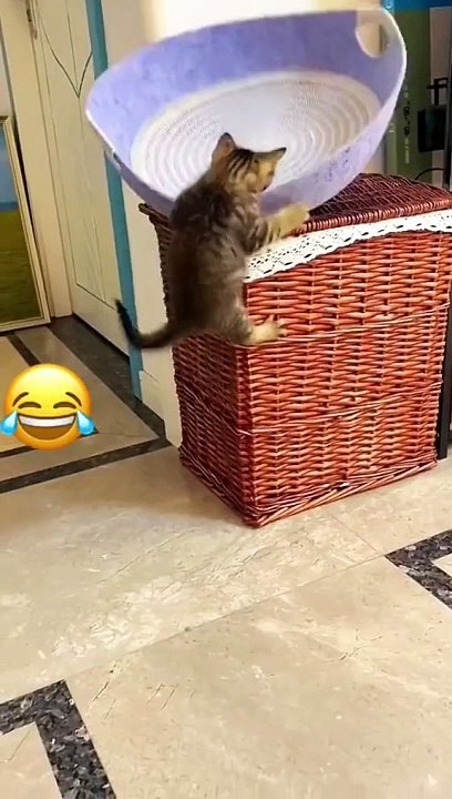 Funny vedios