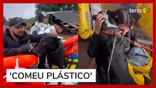 Voluntária mostra resgate de animais no RS e relata sofrimento: 'Comeu plástico'