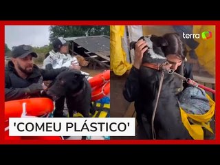 Download Video: Voluntária mostra resgate de animais no RS e relata sofrimento: 'Comeu plástico'