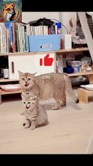 Copy & Paste| Funny Cat 2024| #funnyshorts #cat #shortvideo #funny #shorts