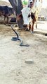 Snake attacked the bull