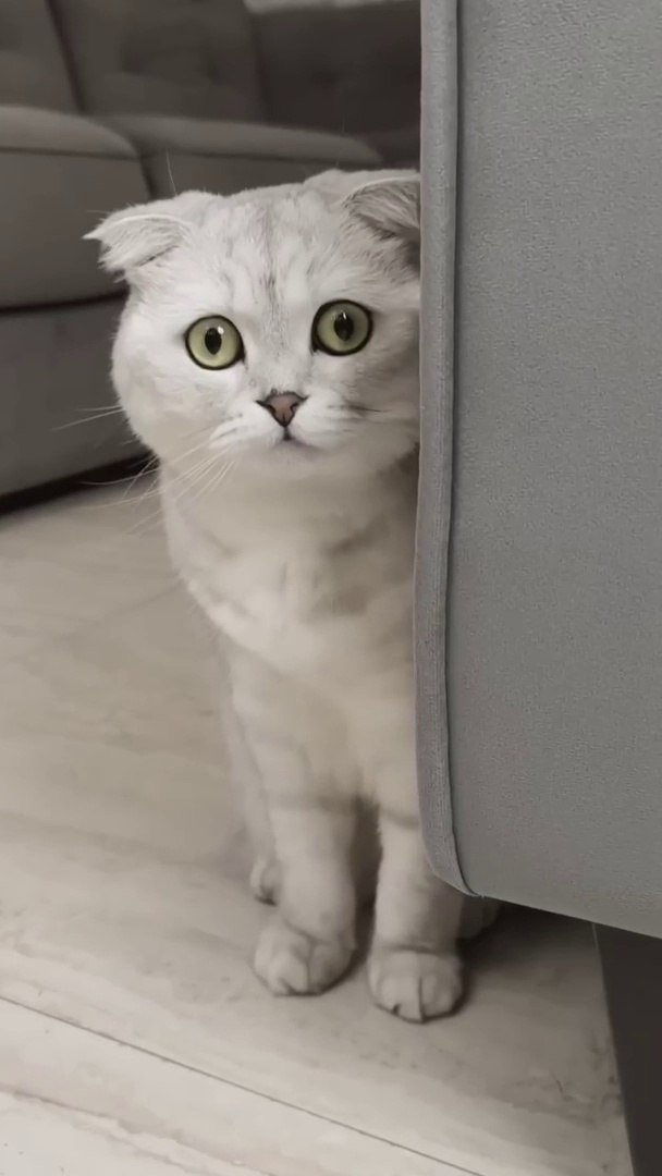 Fears of Sonya's cat#cat #cats