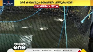 മീനുകള്‍ക്ക് രക്ഷയില്ലാതെ മരട് കായലും; മീനുകള്‍ ചത്തുപൊങ്ങി