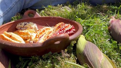 Paltel de Choclo | TamaleWeb