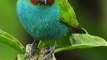 The Most Colorful Birds in 4K - Beautiful Birds Sound in the Forest | Scenic Relaxation Film