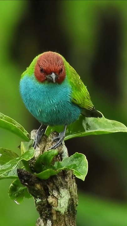 The Most Colorful Birds in 4K - Beautiful Birds Sound in the Forest | Scenic Relaxation Film