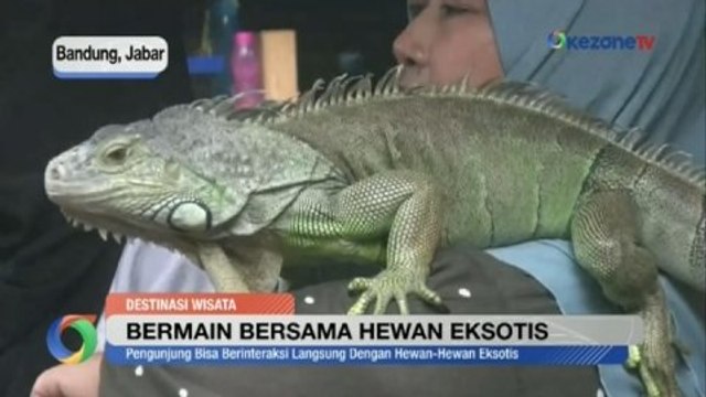 Pilih Objek Wisata Menarik, Main Bersama Hewan Eksotis atau Wisata Terapi Air