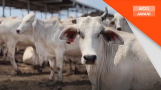 KPKM suntik RM15 juta untuk tingkatkan pengeluaran daging lembu di Sabah menjelang 2030