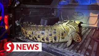 180kg crocodile captured in city drain