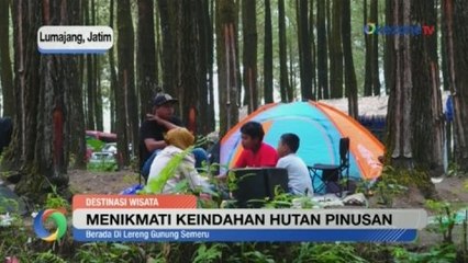 Wisata Hutan Kali Pinusan di Lereng Gunung Semeru