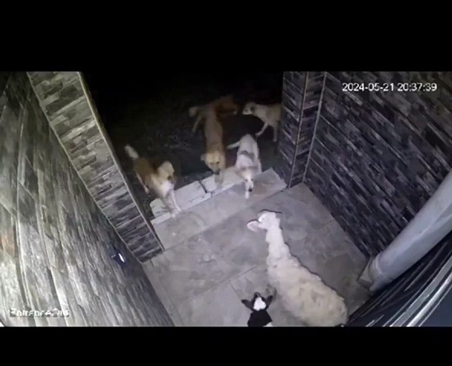 Başıboş köpekler annesinin yanında kuzuyu parçaladı!