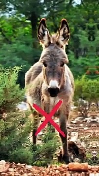 Animal meat in islam_ halal and haram animal meat in islam halal and haram#subscribe #youtube