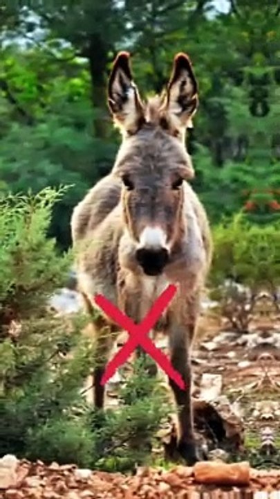 Animal meat in islam_ halal and haram animal meat in islam halal and haram#subscribe #youtube