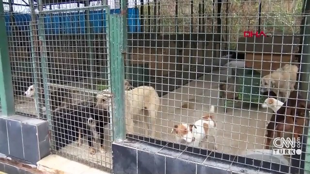 Sokak köpekleri kamuoyu araştırması sonuçları açıklandı