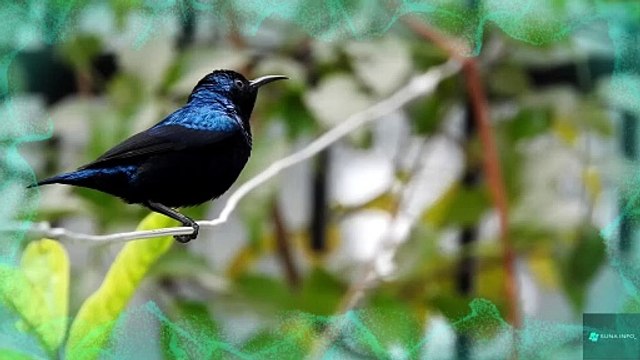 The Most Colorful Birds in 4K - Beautiful Birds Sound in the Forest | Beautiful Relaxing Music | Stress Relief Music | Sleep Music