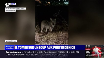 Nice: il se retrouve nez-à-nez avec un loup