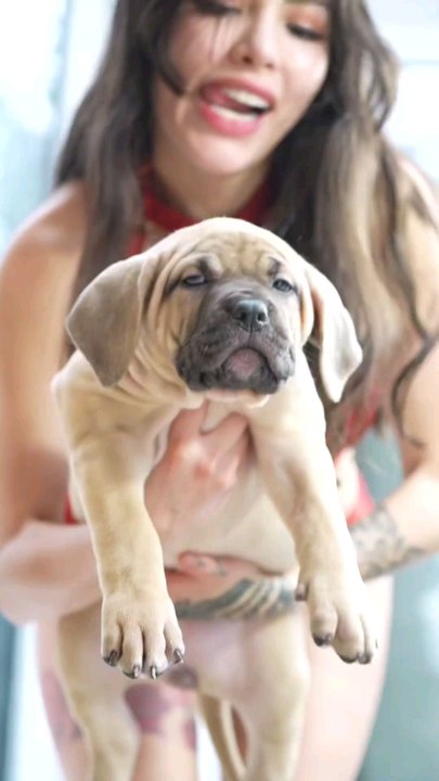 Cute Puppy #Puppies #Dogs #comedy #funnyvideos #bulldogs